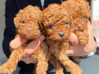 EN KALİTELİ POODLE YAVRULARI