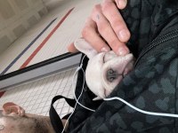 2.5 Aylık Erkek French Bulldog