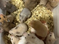 Suriye Hamster