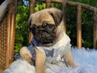 Irk Ve Sağlık Garantili Pug
