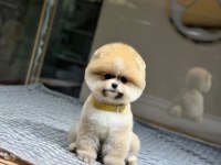 Sağlık Ve Irk Garantili Pomeranian