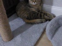 2 YASINDA BRİTİSH SHORTHAİR TABBY KEDİMİZ
