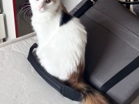Oyuncu kedimiz Lola ailesini arıyor