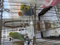 Hiç yavru alınmamış rainbow muhabbet kuşu çift