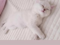 3 aylık british shorthair yavru ömürlük ailesini arıyor