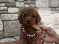 Toy Poodle Köpeği