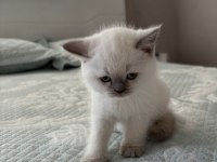 Yavru british shorthair