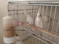 Albino ve wayfi sultan papağanı yavrular
