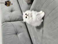 En tatlı scottish fold bebekler biziz