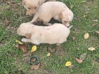 Yavru Golden Retriever 4 erkek 3 dişi