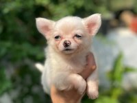 A Şecere Belgeli Longhair Erkek Yavrum Chihuahua
