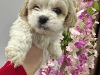Maltese terrier 60 günlük köpeğimiz