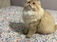 ŞECERELİ ÖDÜLLÜ KAN HATTI BRİTİSH LONGHAİR BY11