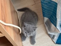 1.5 Aylık Melek Yüzlü British Shorthair