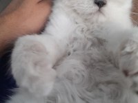 British Longhair Blue Point Safkan