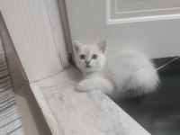 Safkan british shorthair silver dişi yavru
