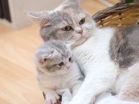 2 aylık british shorthair