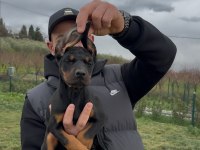Şampiyon üreticiden geleceğin yıldızları dobermanlar