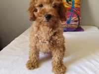 Safkan Poodle Yavrularımız Yeni Yuvalarını Bekliyor…