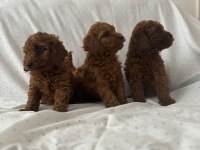 Red brown toy poodle erkek dişi