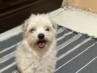 Malta terrier köpeğimiz sahiplendirilecek