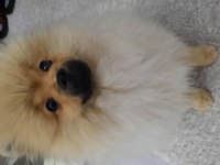 Pomeranian boo yavrusu