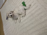 Yavru maltipoo köpekler