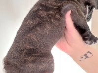 FRENCH BULLDOG YAVRU