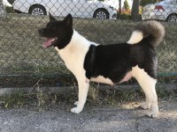Show kalite anne babanın yavruları akita inu