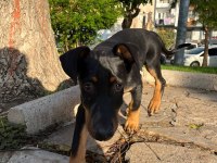 Doberman yavru iş sebebi ile sahiplendirilecektir
