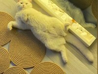 Beyaz british shorthair prenses