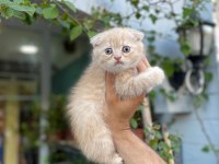 Teslime hazır golden scottish fold erkekler