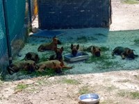 SAFKAN BELÇİKA KURDU BU KALİTE DE BİR DAHA YOK