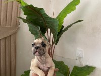 Meraklısına French Bulldog