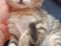 British shorthair silver cocolate cinsi safkan