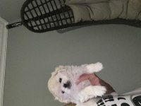 Pamuk pekinez köpekler