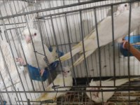Sultan papağanı albino lutino wi-fi