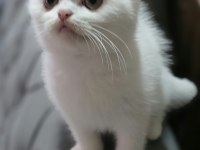 Top Kafa Scottish Fold Bebeğim Teslime Hazır