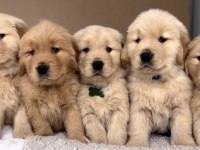 Golden Retriever Kapıda Ödeme Hizmetimiz Vardır