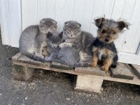 Kaliteli scottish fold yavrularımız