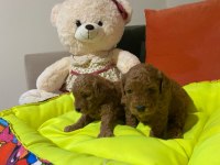 Poodle bir avuç mutluluk