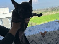Acil satılık french bulldog