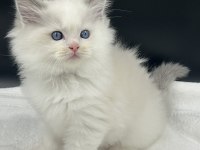 Şampiyon Şecereli Soyu Safkan Ragdoll Yavruları