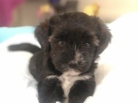 Morkie yavrularımız teslime hazır