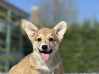 Türkiyede Tek welsh corgi