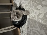 British longhair kızıma yeni yuva arıyorum