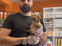 Teacup Maltipoo yavrularımız