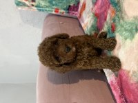Toy Poodle Bebekler