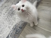 British longhair
