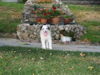 Bluw Merle Border Collie